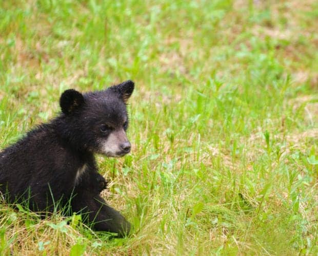 baby black bear in the Smoky Mountains