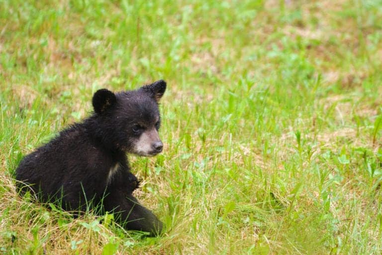 baby black bear in the Smoky Mountains