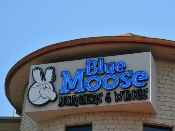 blue moose