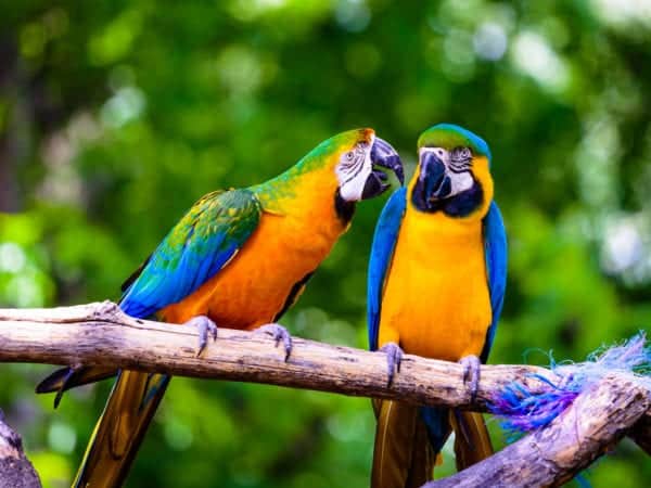 colorful parrots