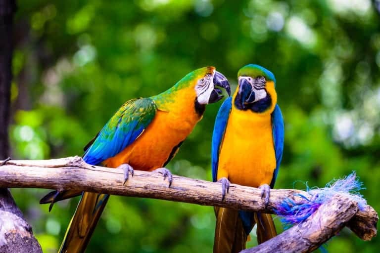 colorful parrots