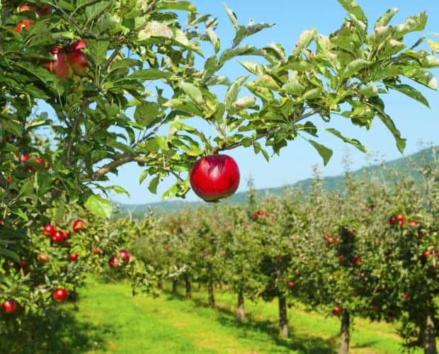 Apple orchard close to the Pigeon Forge hotels near Apple Barn Village.