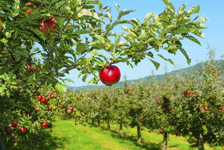 Apple orchard close to the Pigeon Forge hotels near Apple Barn Village.