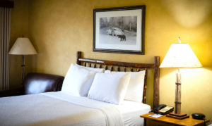 Pet friendly hotel room in Sevierville