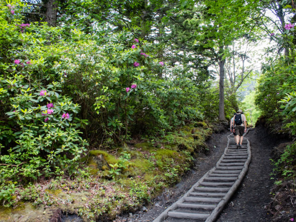 Alum Cave Trail in the spring